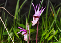 Calypso bulbosa